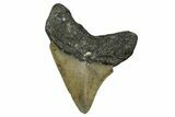 Serrated, Fossil Megalodon Tooth - North Carolina #345673-1